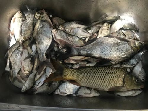 钓鱼专用天气软件(鱼开口最佳气压) 钓鱼专用天气软件(鱼开口最佳气压)