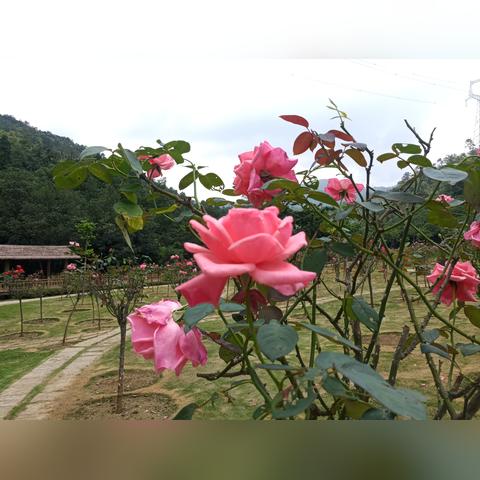 厦门天气预报查询一周(搜索厦门天气预报) 厦门天气预报查询一周(搜索厦门天气预报)